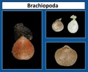 Brachiopoda thumbnail