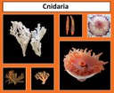 Cnidaria thumbnail