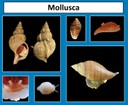 Mollusca thumbnail