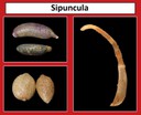 Sipuncula thumbnail