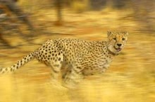 cheetah_running.jpg