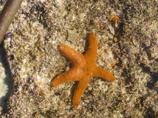 starfish-smitwinkel-bay-cape-pointweb.jpg