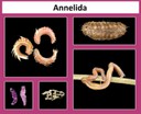Annelida Thumbnail