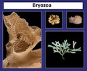 Bryozoa thumbnail