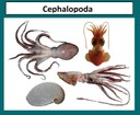 Cephalopoda thumbnail