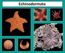 Echinodermata thumbnail
