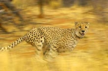 Cheetah running