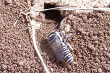 Sandwasp Removing Peble