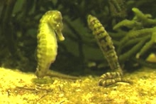 seahorses_mating.jpg