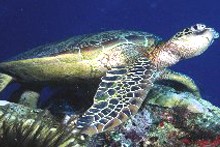 green_turtle_seychelles.jpg