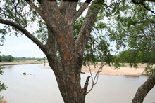 Limpopo River