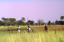 Okavango Swamps