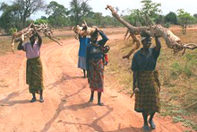 Bakkie with firewood